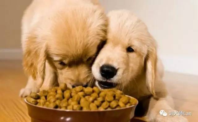 给狗狗补充营养吃哪种狗粮好,幼犬狗狗吃什么狗粮比较好
