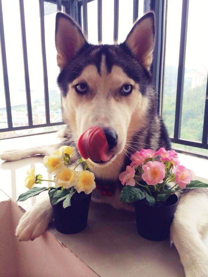 哈士奇看到母狗的反应,哈士奇看到主人回来就狂叫