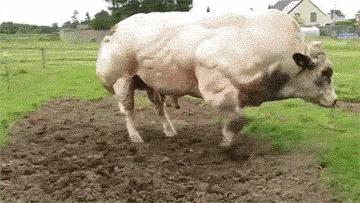 感谢农民伯伯！新培育的美女性感水萝卜！