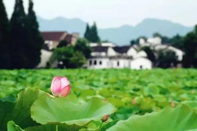 金华十大赏花景点排名,金华荷花景点大全