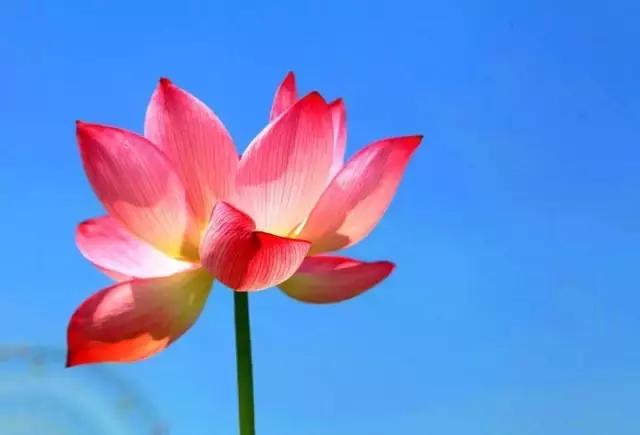 金华十大赏花景点排名,金华荷花景点大全