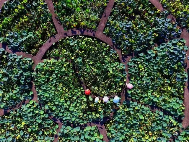 金华十大赏花景点排名,金华荷花景点大全