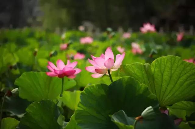 金华十大赏花景点排名,金华荷花景点大全