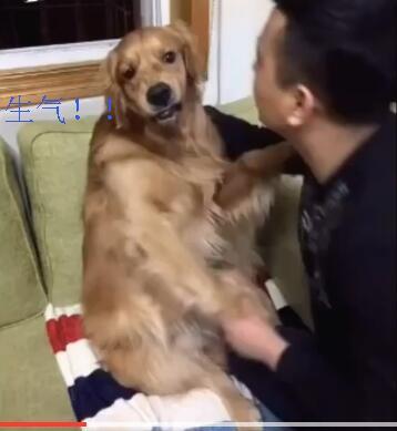 金毛无故被暴躁小伙子打,金毛一犯错主人就一顿暴揍