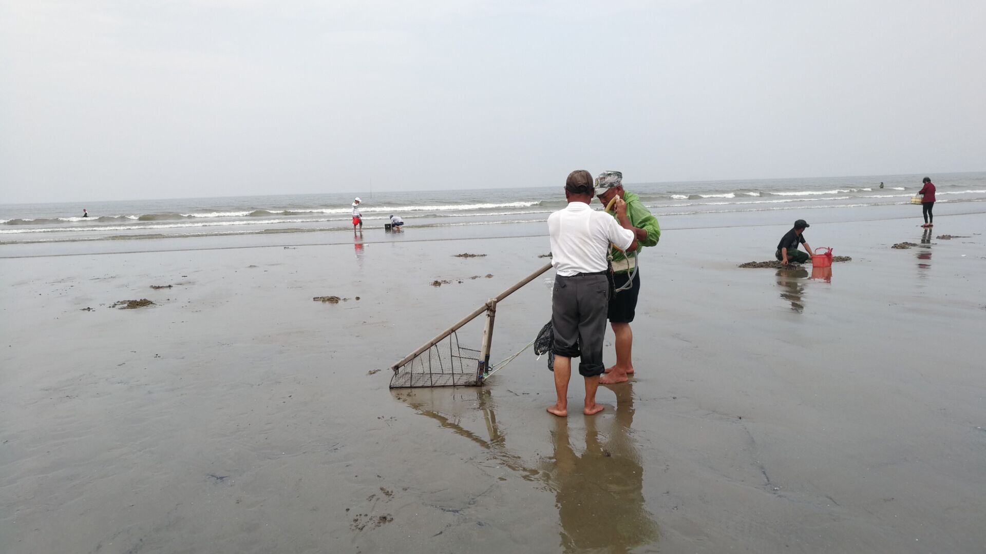 黄蛤怎么捕食,挖青蛤的正确方法视频
