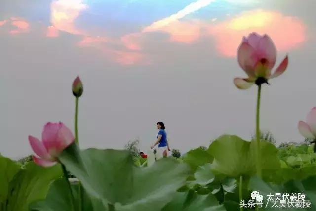 淮阳龙湖风景区荷花节,淮阳龙湖风景区荷花盛开时期