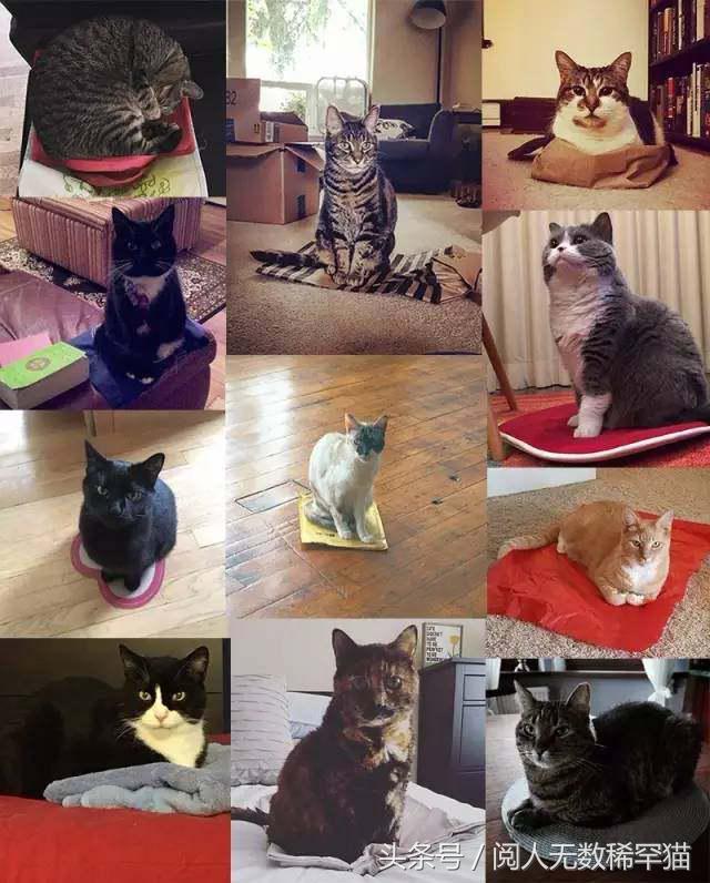 以静制动一招制敌,抓到一只猫如何让它平静下来