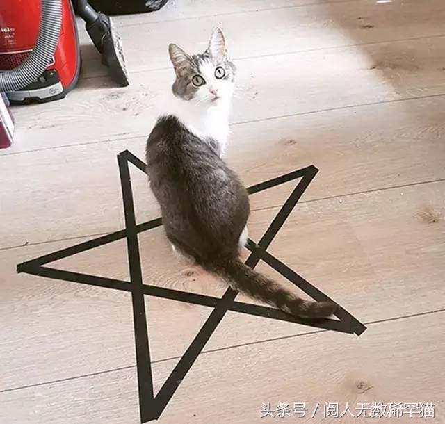 以静制动一招制敌,抓到一只猫如何让它平静下来