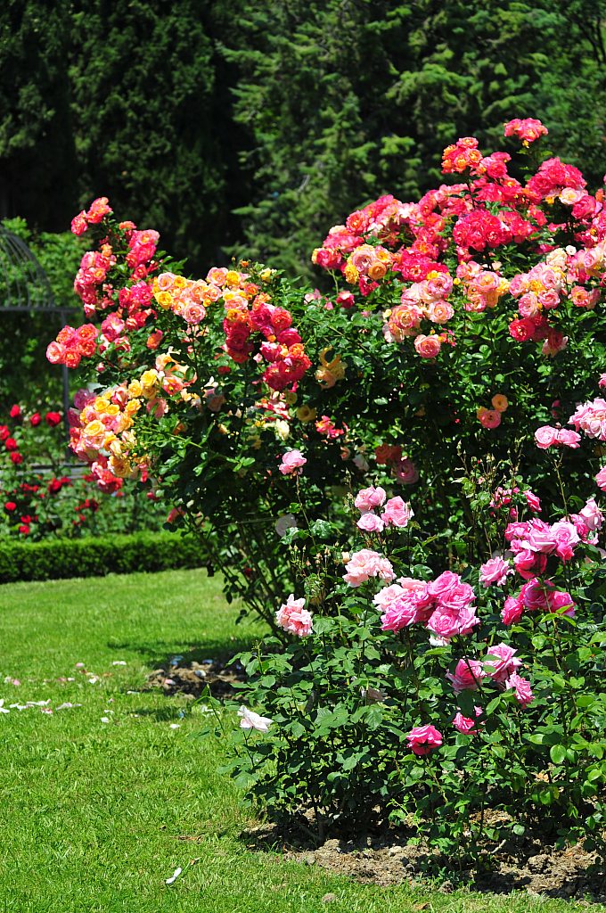 玫瑰精油为什么那么贵,一千克纯玫瑰精油价格