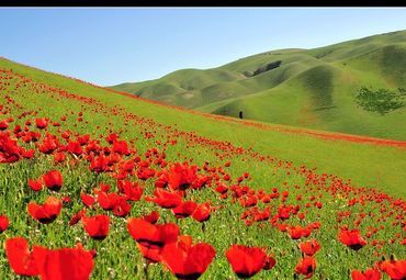 玫瑰精油为什么那么贵,一千克纯玫瑰精油价格