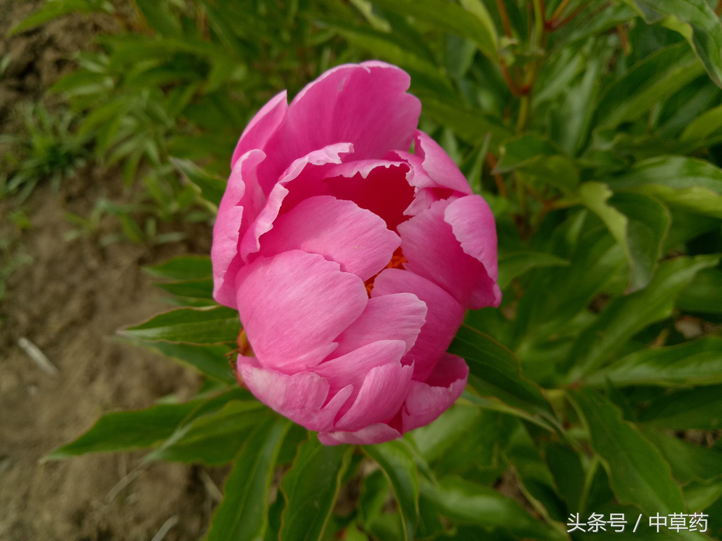 “花中皇后”芍药，不但“貌美”，入药还可养血调经、平肝止痛