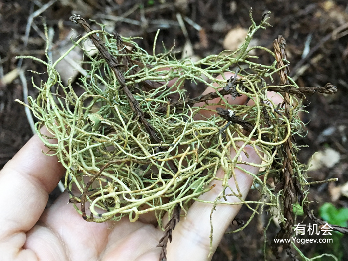 现实中的魔法森林,魔法森林教学课件