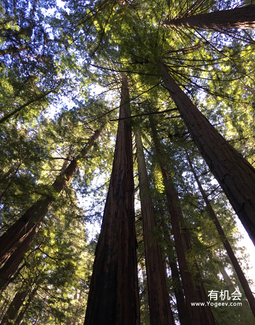 现实中的魔法森林,魔法森林教学课件