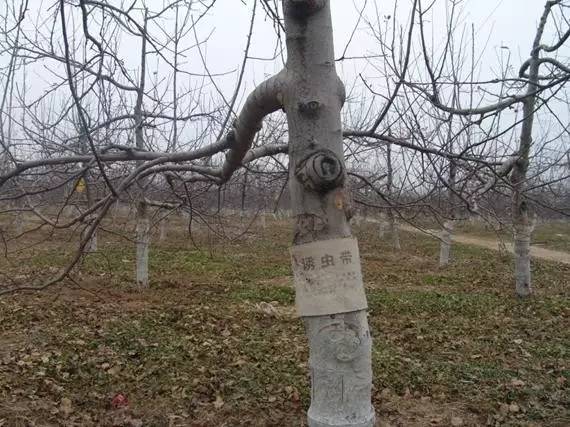 农技助春耕视频大全,苹果园二月份管理要点