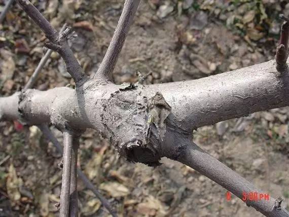 农技助春耕视频大全,苹果园二月份管理要点