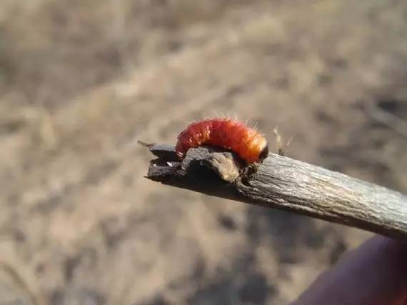 农技助春耕视频大全,苹果园二月份管理要点