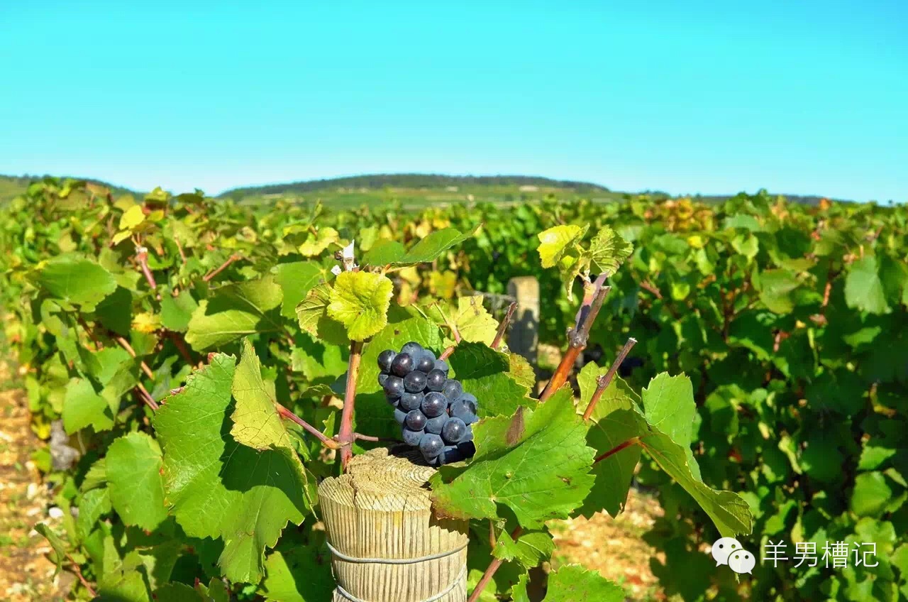 美人鱼里的红酒叫什么名字,美人鱼红酒罗曼尼康帝