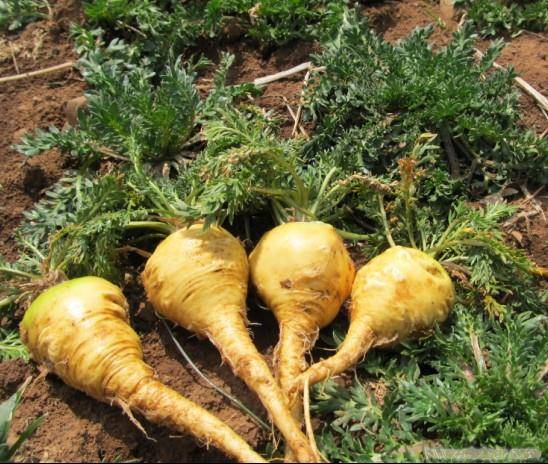 游客买3000元虫草,曾经的天价玛咖