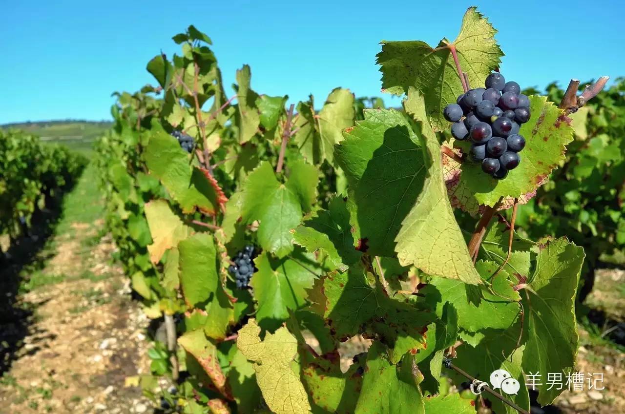 美人鱼里的红酒叫什么名字,美人鱼红酒罗曼尼康帝