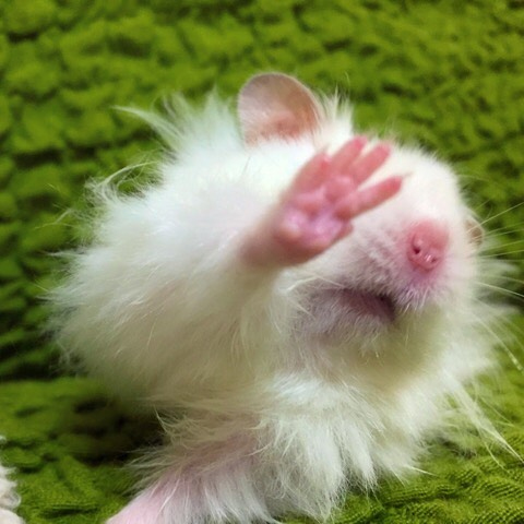 仓鼠的小爪爪,仓鼠的爪子怎么介绍