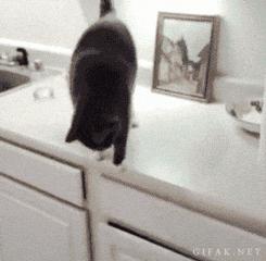 猫咪第一次单独在家是什么样的,猫咪自己在家的时候一般在干什么