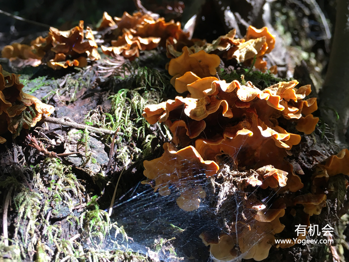 现实中的魔法森林,魔法森林教学课件