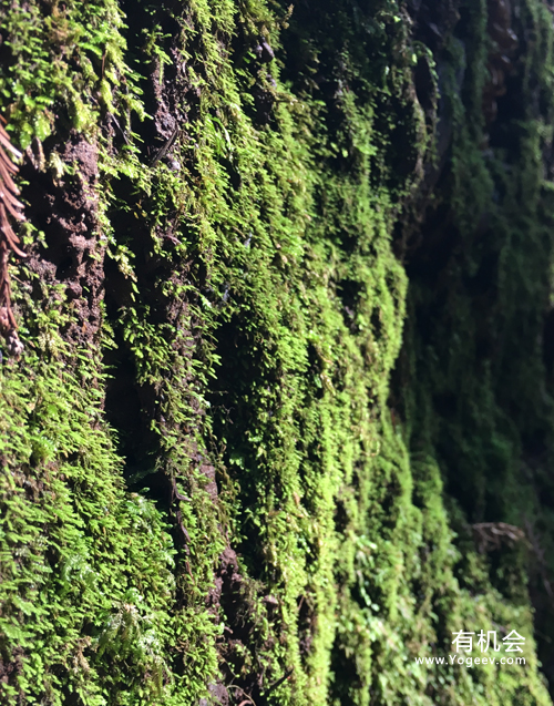 现实中的魔法森林,魔法森林教学课件