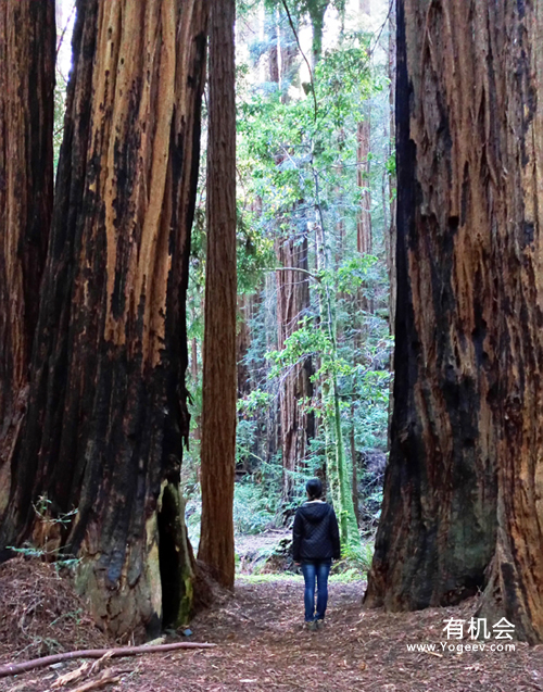 现实中的魔法森林,魔法森林教学课件
