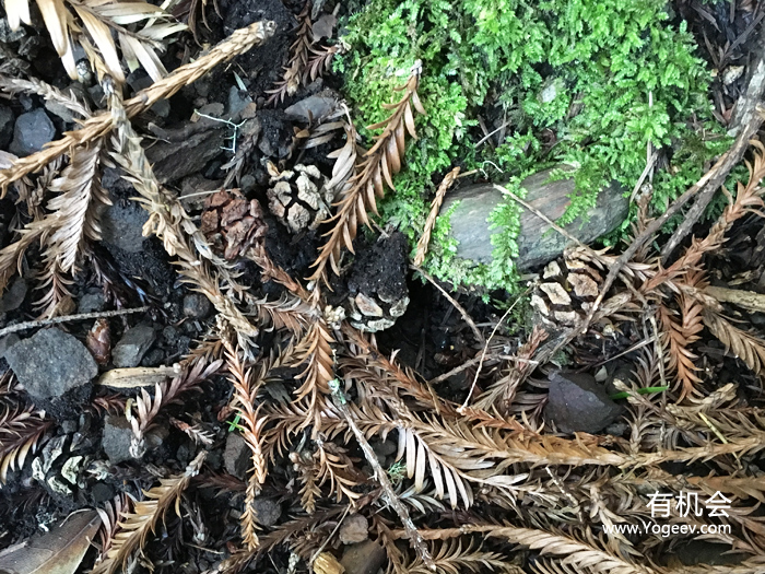 现实中的魔法森林,魔法森林教学课件