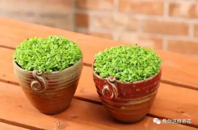 西瓜种子怎么育苗长得快,什么种子最好种长得快