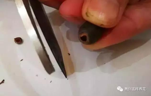 西瓜种子怎么育苗长得快,什么种子最好种长得快