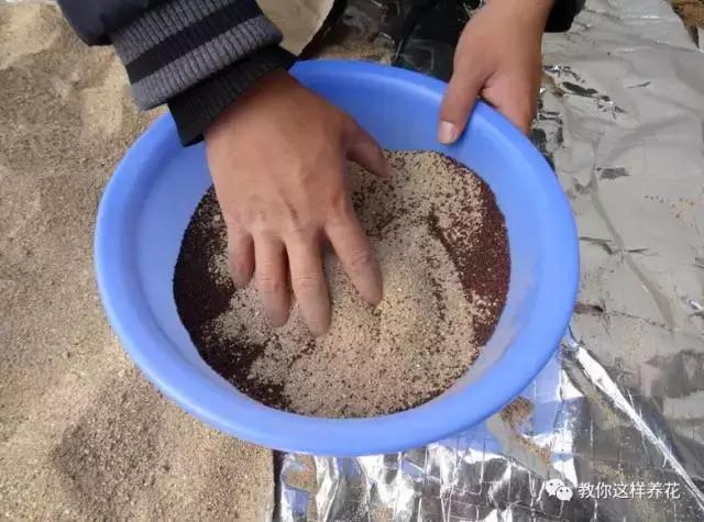 西瓜种子怎么育苗长得快,什么种子最好种长得快