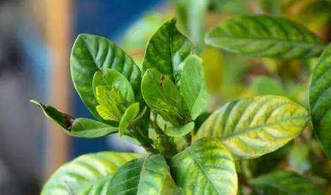 栀子花黄叶怎么补救最快,栀子花黄叶了怎么补救