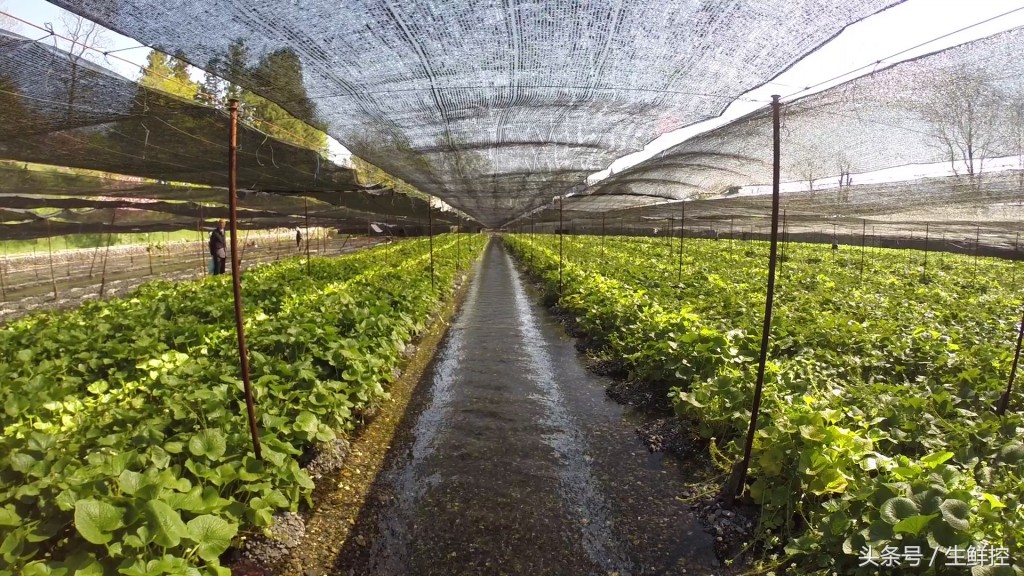 刺身中山葵酱好还是芥末好,山葵酱和芥末的区别是什么