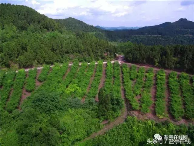 林农奇骏农业这里的桃子吃起来就像小时候的味道，忘不了……