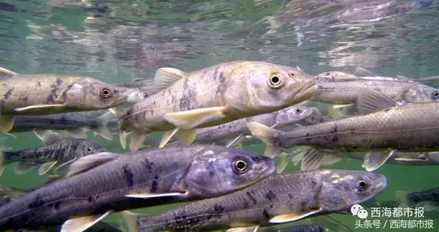 震撼！湟鱼风暴来袭！百万湟鱼洄游……