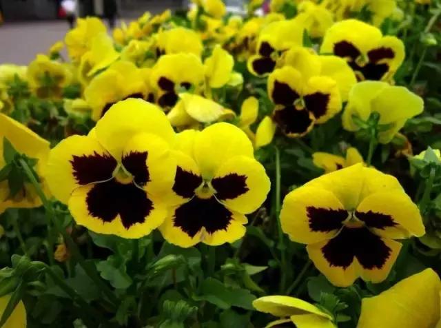 三色木槿的养殖方法和注意事项,木槿和三角梅哪个好养活