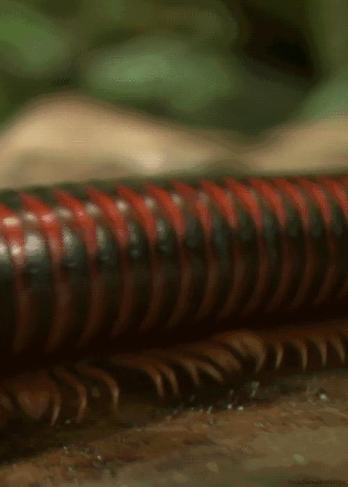 野外被蜈蚣蜇伤后应采取哪些措施,在家被蜈蚣咬最快解决方法