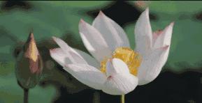 金华十大赏花景点排名,金华荷花景点大全