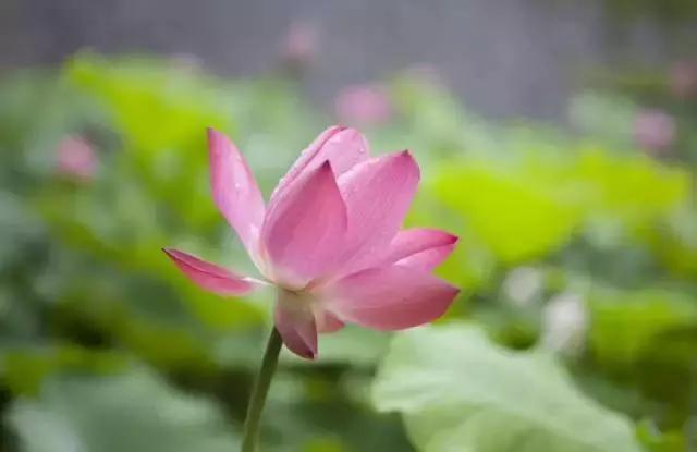 金华十大赏花景点排名,金华荷花景点大全