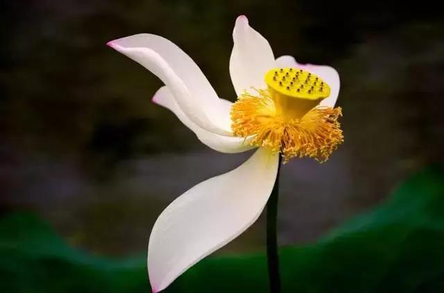 金华十大赏花景点排名,金华荷花景点大全