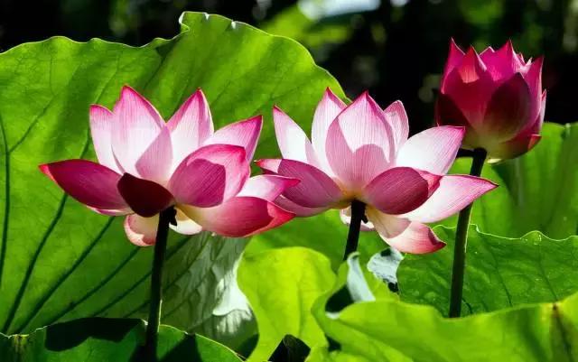 金华十大赏花景点排名,金华荷花景点大全