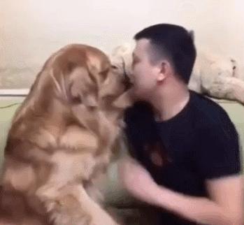 金毛无故被暴躁小伙子打,金毛一犯错主人就一顿暴揍