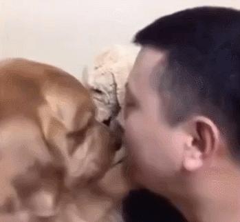 金毛无故被暴躁小伙子打,金毛一犯错主人就一顿暴揍