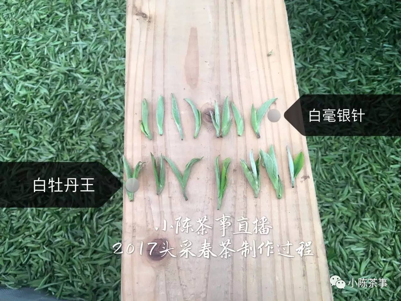 新人买白茶从3个方面入手可避坑,新手入门怎么买白茶杯好