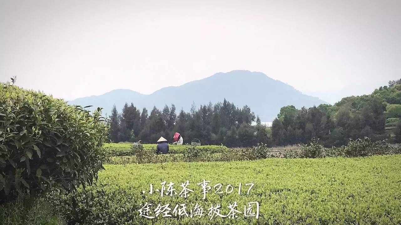 新人买白茶从3个方面入手可避坑,新手入门怎么买白茶杯好