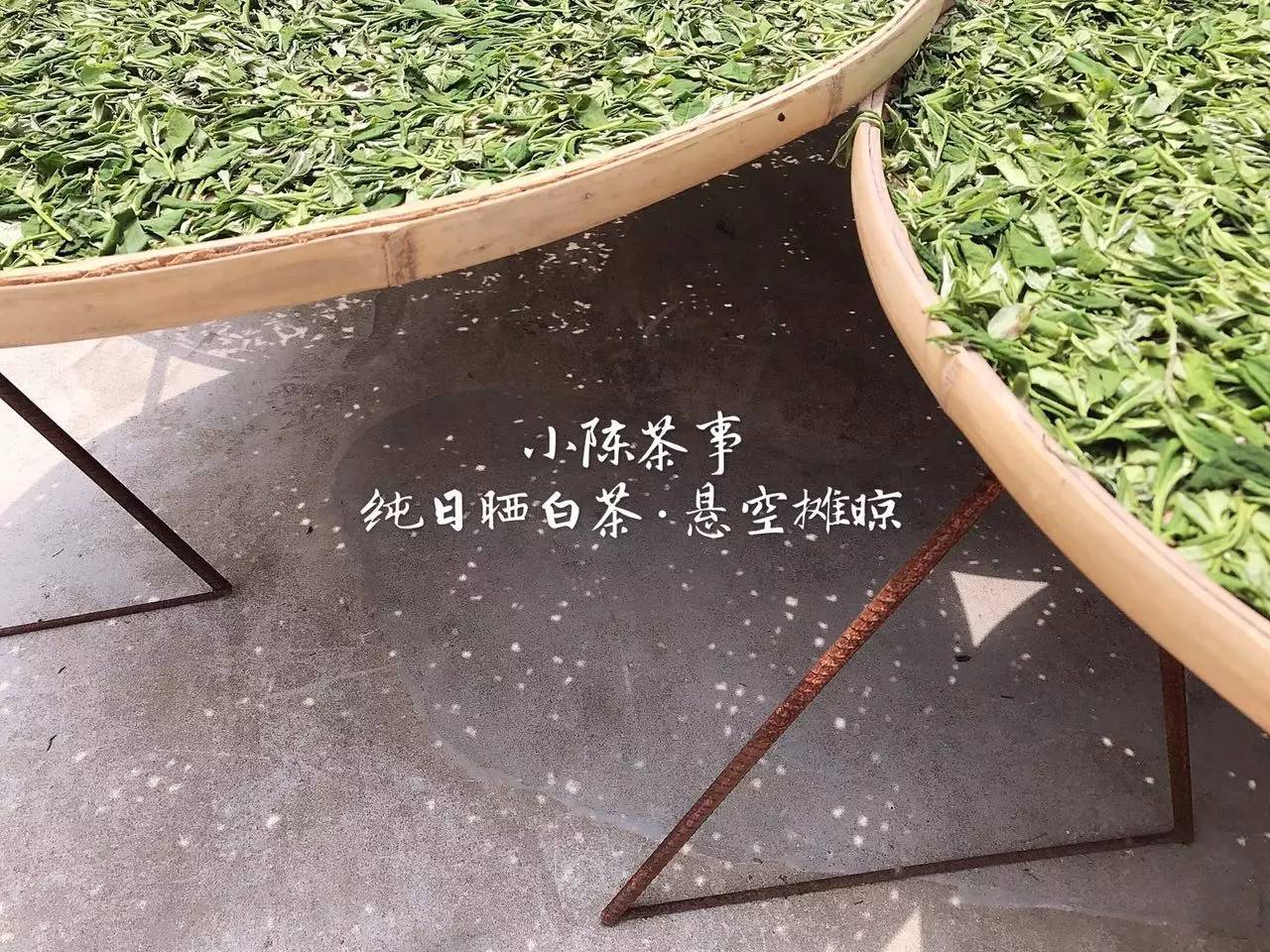 新人买白茶从3个方面入手可避坑,新手入门怎么买白茶杯好