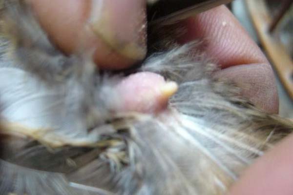 母鸡太肥不下蛋怎样饲养,母鸡太肥了不下蛋喂什么药