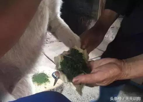 为什么农村不给养土狗,农村养狗跟城里的就是不一样