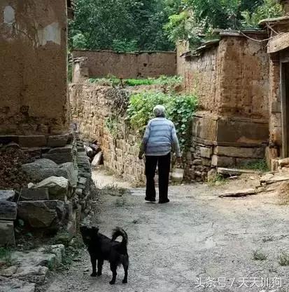 为什么农村不给养土狗,农村养狗跟城里的就是不一样
